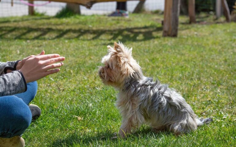 A quel âge un chien obéit-il à ses maîtres ?
