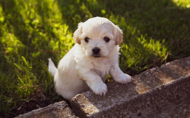 À quel âge un chiot est-il propre ?