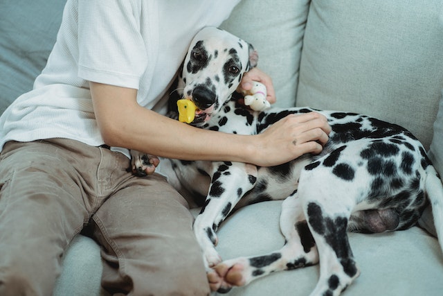 R&eacute;conforter votre chienne