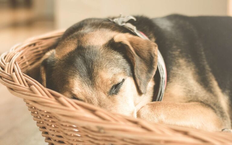 Reconnaître les signes d&rsquo;une grossesse nerveuse chez la chienne et agir 