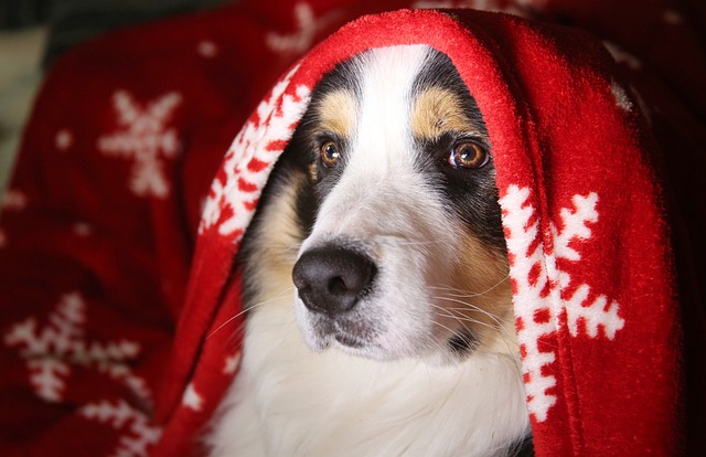 Mon chien est enrhum&eacute;