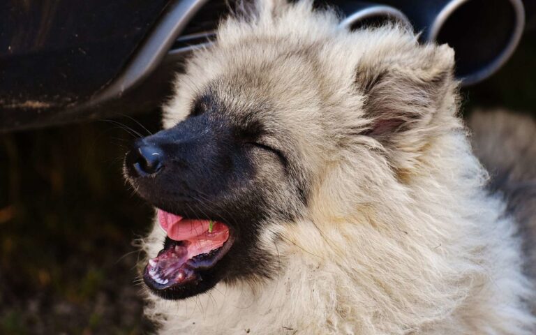 Mon chien a le hoquet, que faire ?