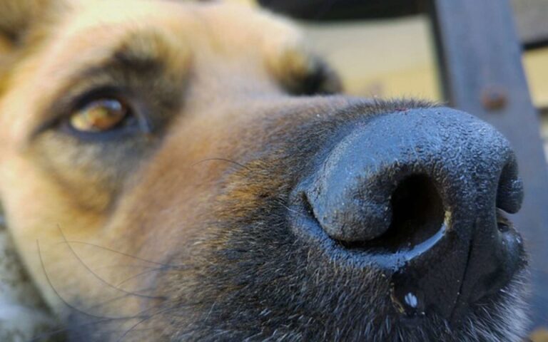 Mon chien a le nez qui coule : pourquoi et que faire ?