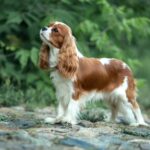 cavalier king charles