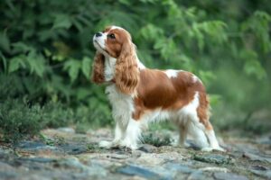 Cavalier King Charles Spaniel