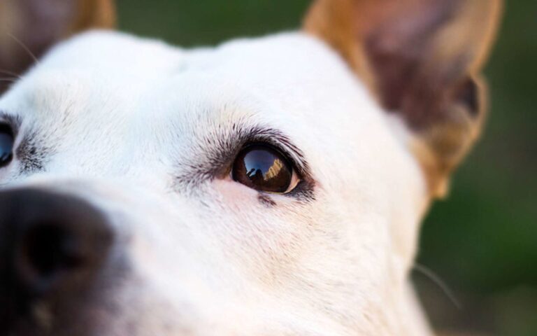 Conjonctivite chez le chien : quels sont les traitements efficaces ?