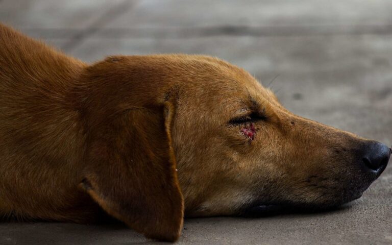 Connaître les gestes de premiers secours pour votre chien