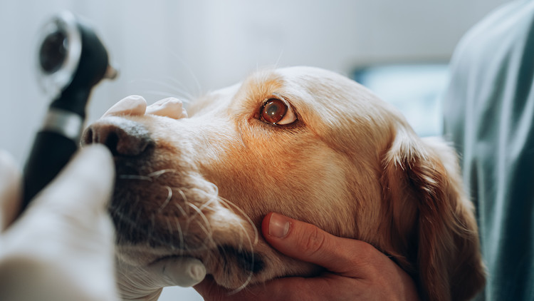 Examen v&eacute;t&eacute;rinaire conjonctivite chez le chien