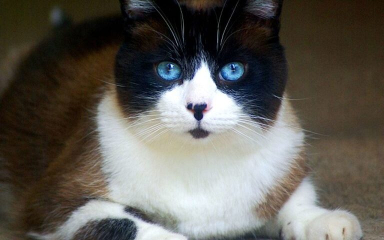Mon chat a des vers en forme de grain de riz : est-ce dangereux et que faire ?