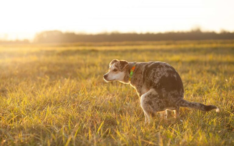 Mon chien est constipé, que dois-je faire ?