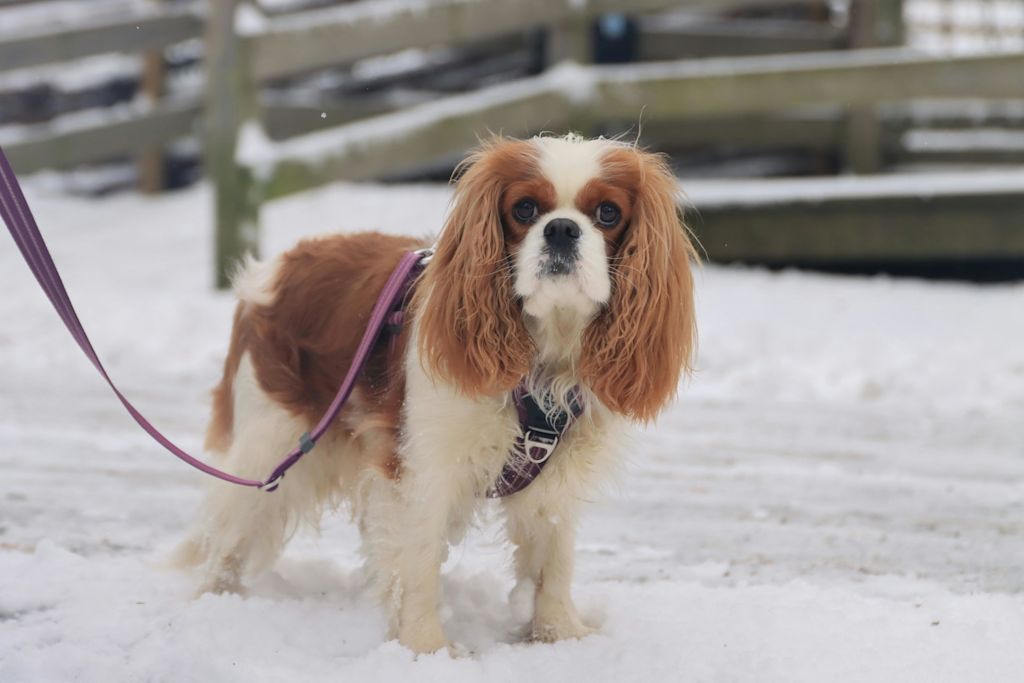 Cavalier King Charles en laisse