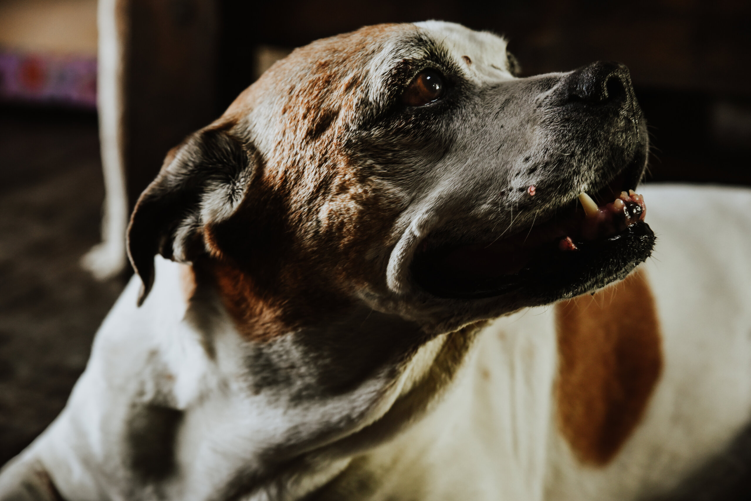 chien très âgé