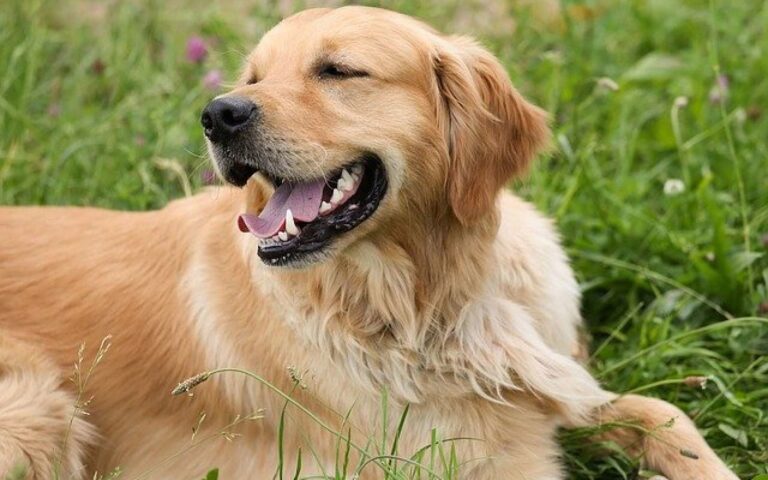 Pourquoi mon chien respire fort ?