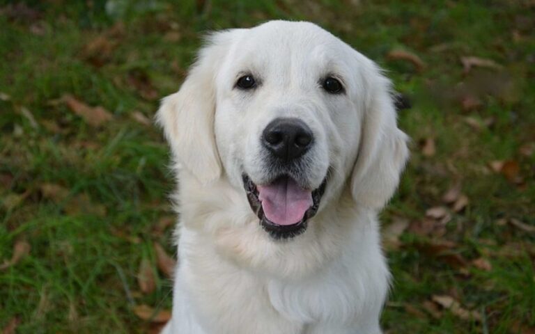 Quelle est la durée moyenne de vie des chiens ?