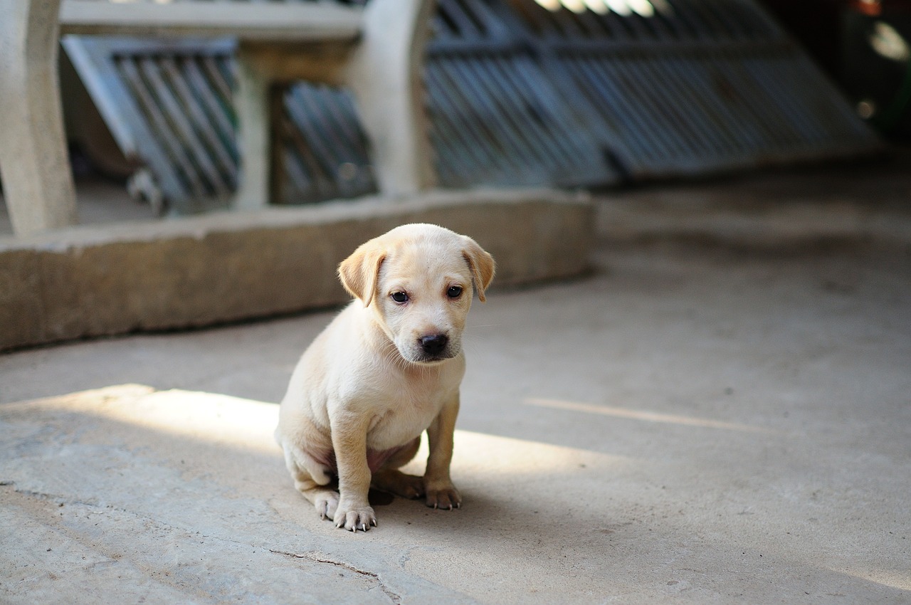 Chiot grond&eacute; et triste