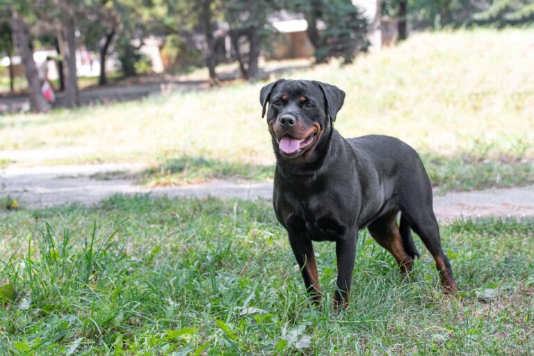 Rottweiler