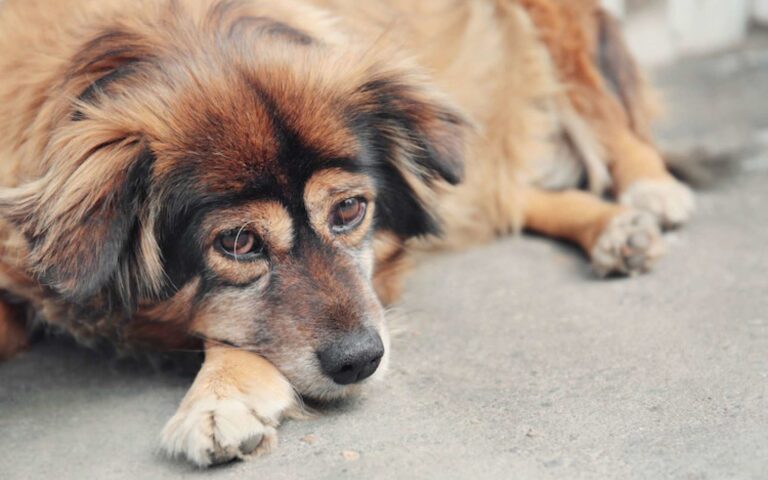 Anti-inflammatoires pour le chien : quand et comment les utiliser ? 