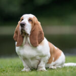 basset hound fiche de race Bulle Bleue.jpg