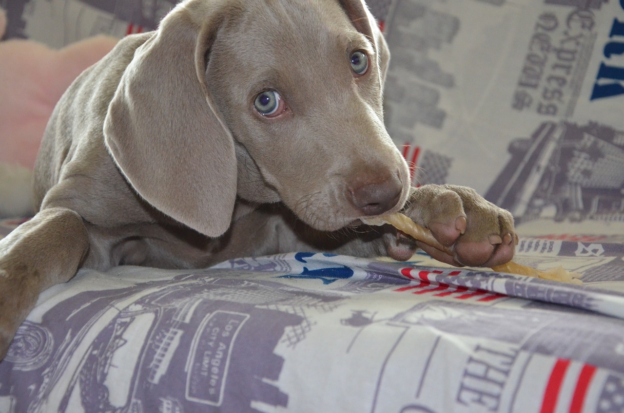 Chiot qui m&acirc;chouille