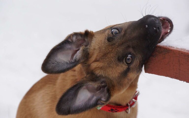 Jusqu&rsquo;à quel âge un chiot mordille-t-il ?