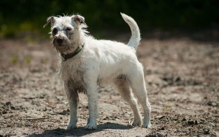 Pourquoi mon chien sent-il mauvais ?