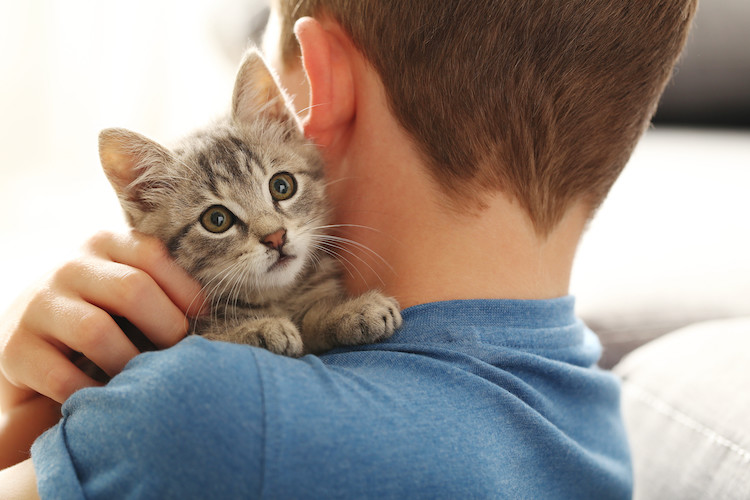 prix st&eacute;rilisation chaton