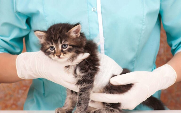 La stérilisation chez le chaton : pourquoi, quand et comment ?