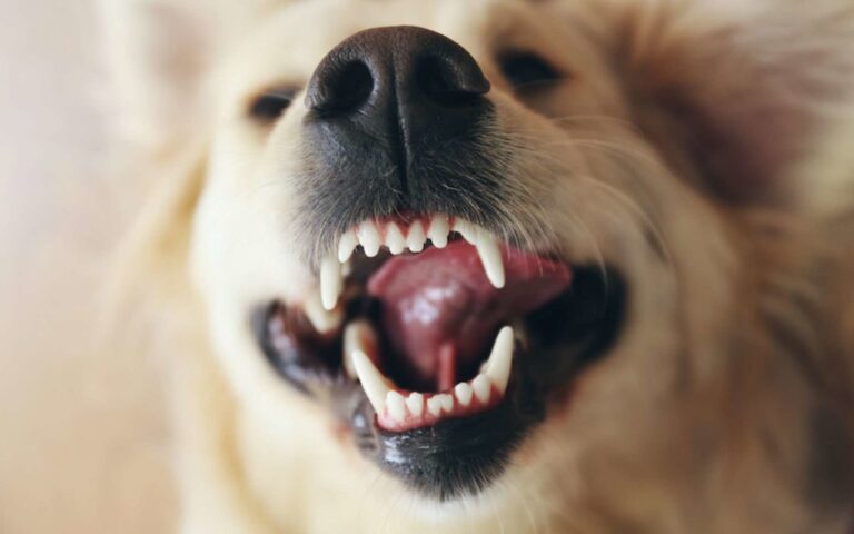La rage chez le chien : transmission, vaccin