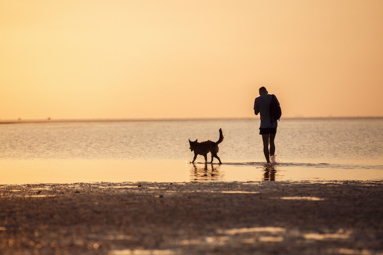vaccin pour prot&eacute;ger le chien contre la leishmaniose