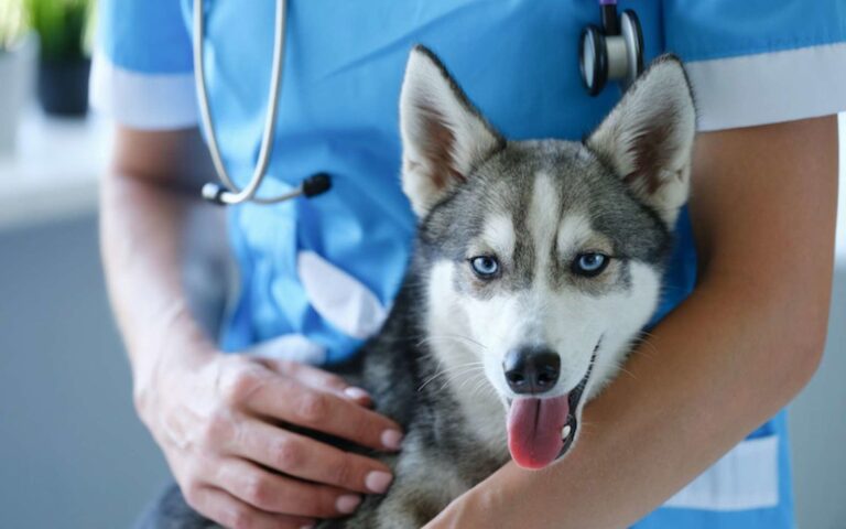 Vaccination leishmaniose chez le chien : intérêts, protocole