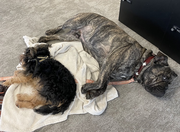 Benny un Old English Bulldog de 2 ans et son frère Chewbacca un griffon belge de 4 ans appartenant à Sandrine