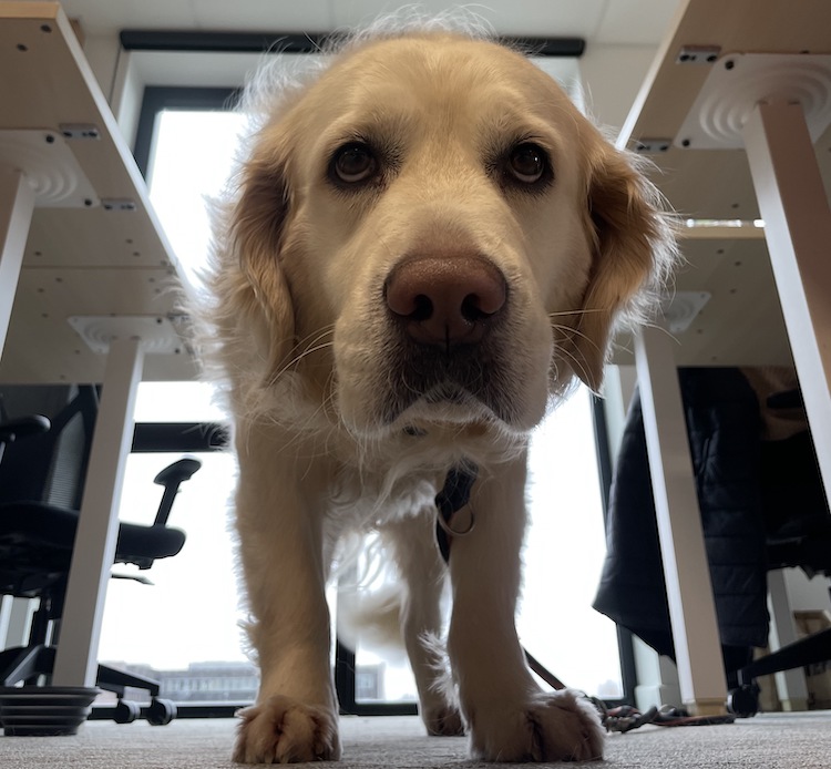Peranne une golden retriever de 4 ans appartenant à Coralie