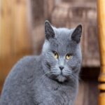 Chatreux fiche race chat.jpg