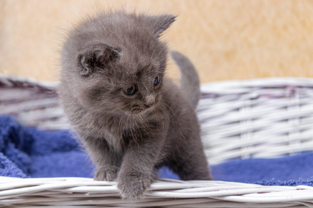 chaton chartreux dans un panier en osier blanc
