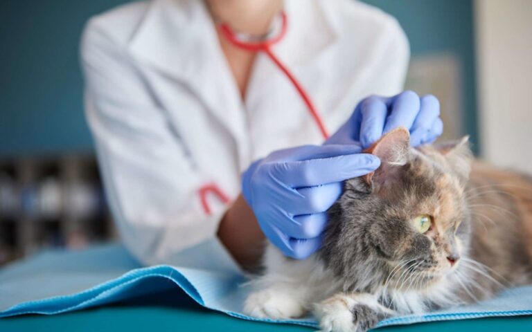 La gale chez le chat : comment la soigner et la prévenir ?