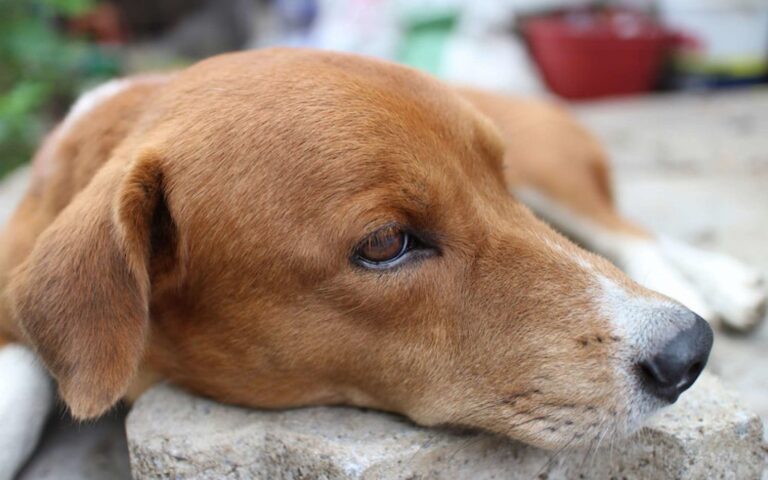 La maladie de Lyme chez le chien