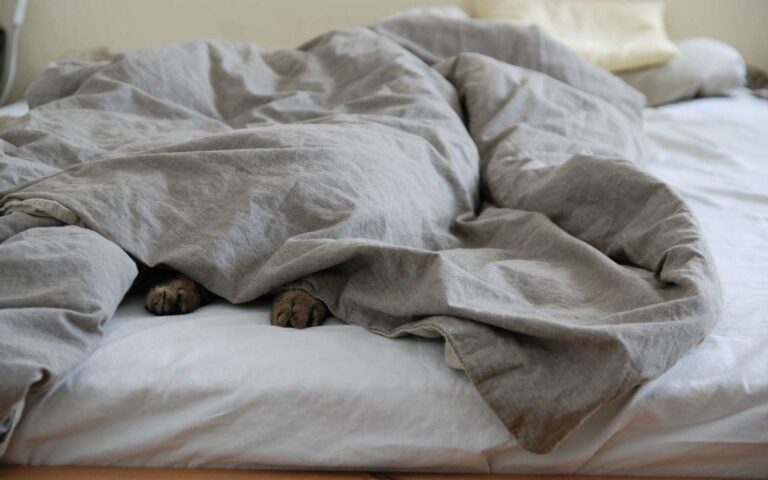 Peut-on dormir avec son chat ?