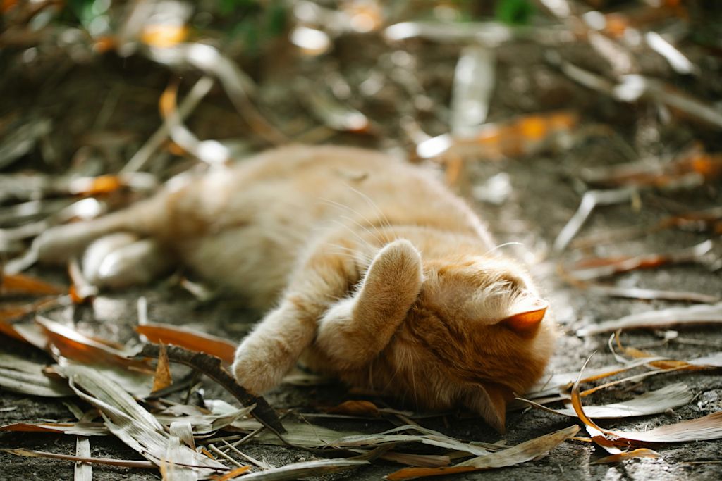 chat qui se l&egrave;che dehors