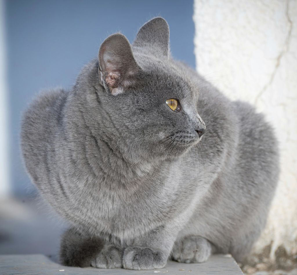 Chartreux en ext&eacute;rieur