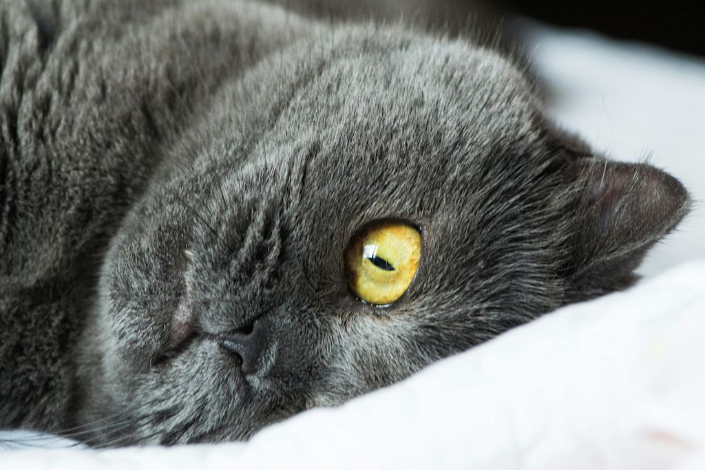 Chartreux allong&eacute;