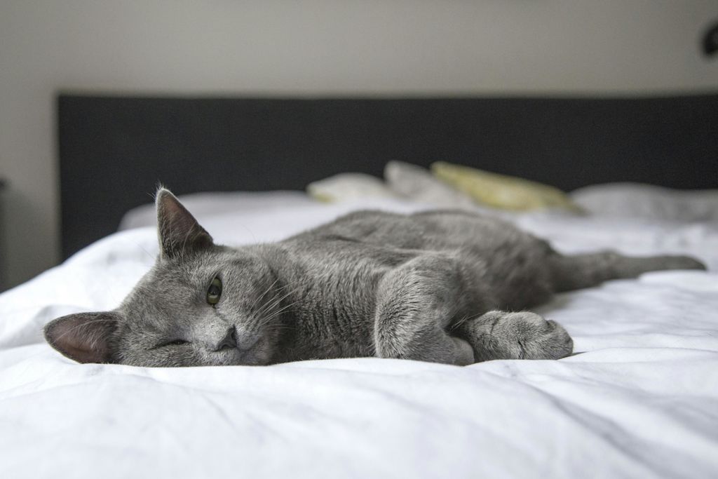 Chat allong&eacute; sur un lit