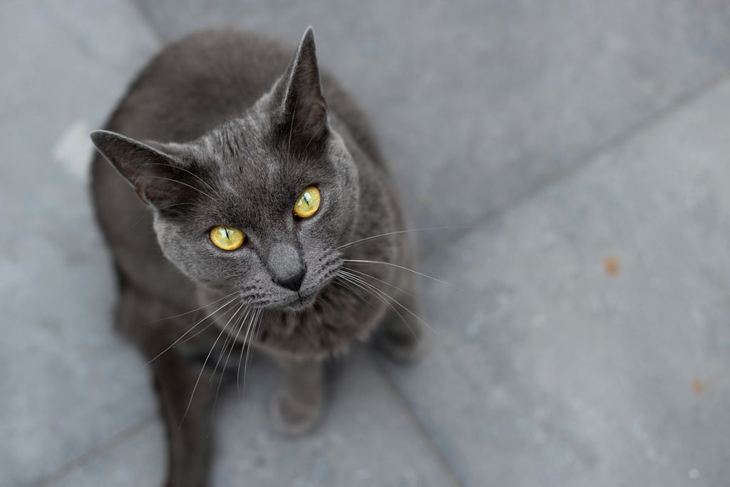 Chartreux assis face &agrave; la photo