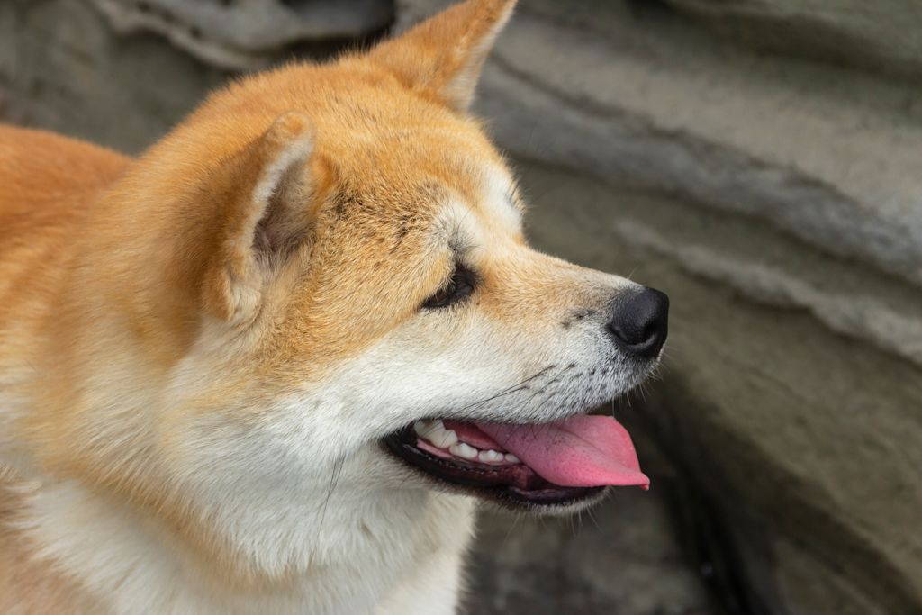 Akita en &eacute;t&eacute;
