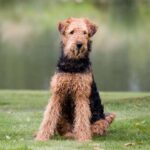 airedale_terrier.jpg