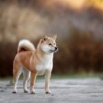 akita inu