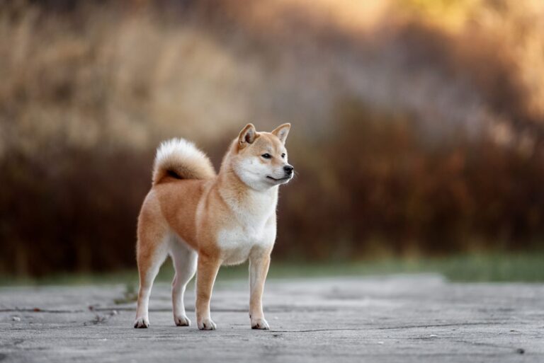 Akita Inu
