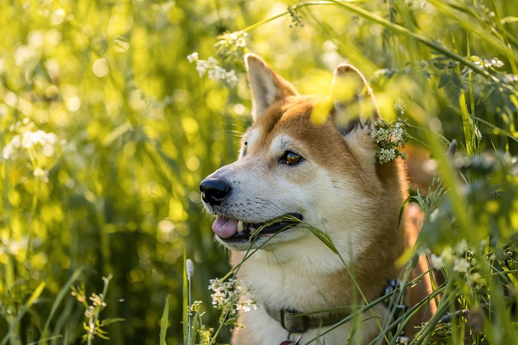 chien shiba inu herbe