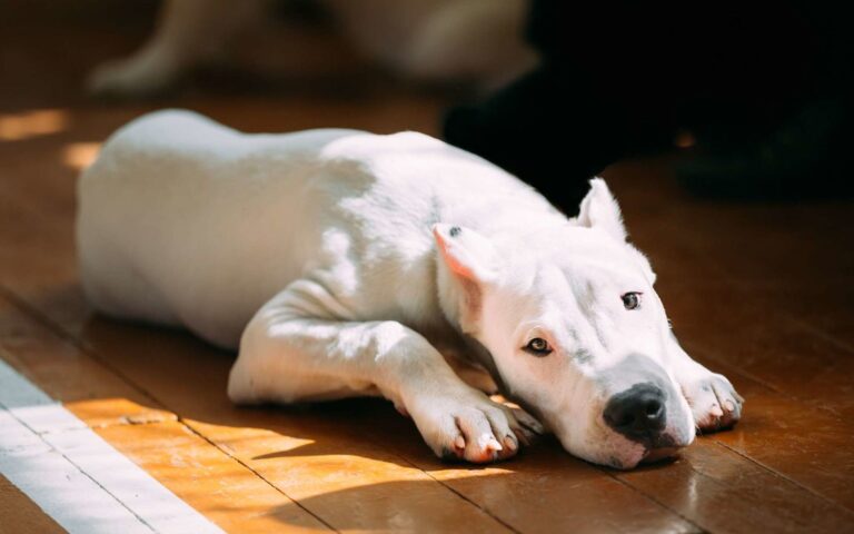 La diarrhée chez le chien