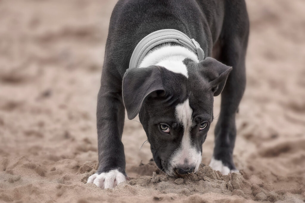 chiot pitbull flaire le sable sur la plage
