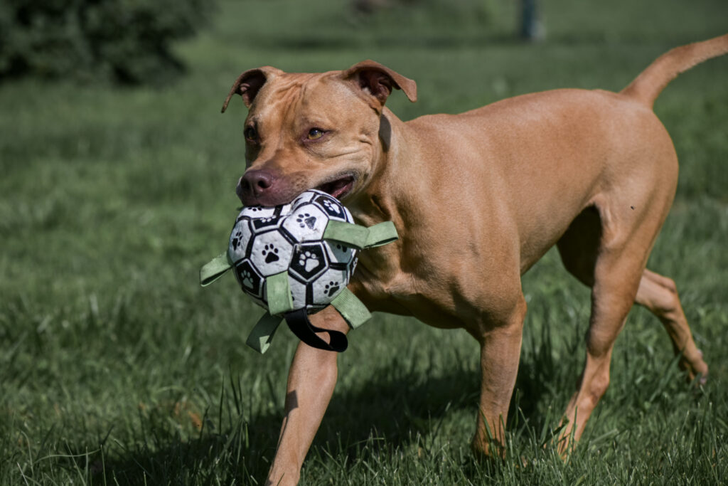 pitbull marron qui joue avec un ballon